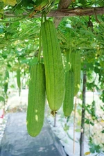 10+ LUFFA GOURD SEEDS - LOOFAH SPONGE GOURD garden FREE SHIPPING