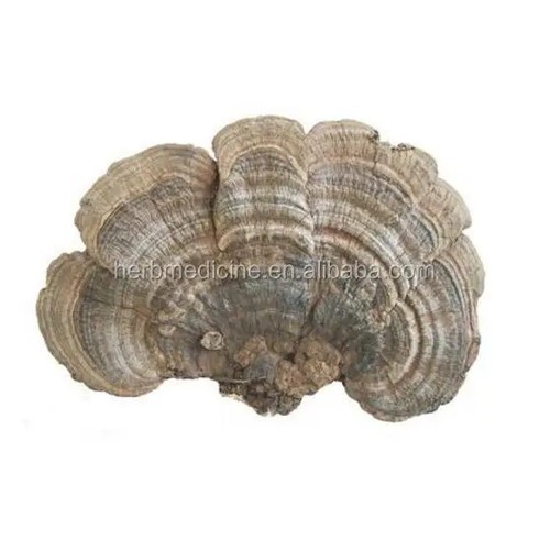 Healthy Ganoderma Applanatum Tea High Quality Lingzhi 50g - Picture 1 of 6