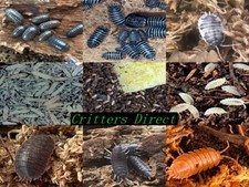Springtail-Isopod Combo Package, By Critters Direct