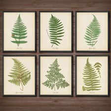 Vintage Pressed Fern Wall Art Set of 6