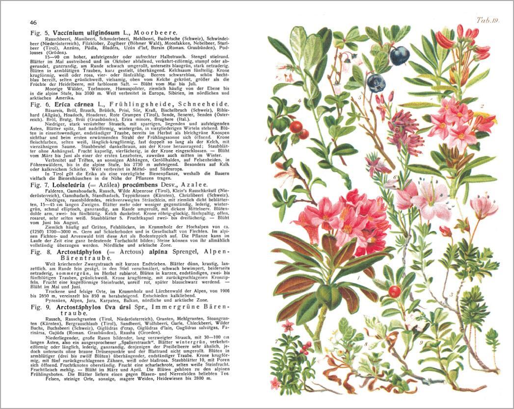 Thumbnail - Alpenflora - Der Erste Umfassende Naturführer Der Alpinen