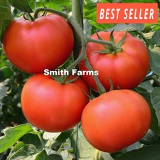 50 Seeds Big Beef Tomato Hybrid Juicy Easy to Grow Vegetable Garden