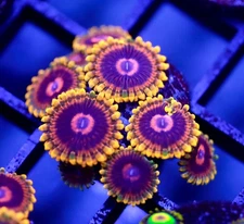 DIYreefer Live Coral WYSIWYG Mind Trick Zoa 9 Polyp Frag