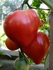 Tomato Bull heart red, 50 Tomato se@ds,Tomato Bull ,organic-414+TRACK №