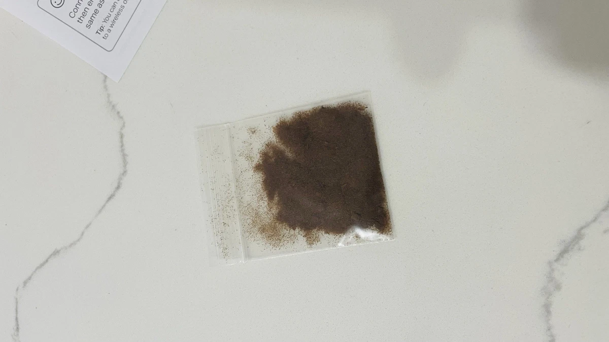 Platycerium Staghorn Fern Ridleyii Spores 2025 Fresh Spore | eBay