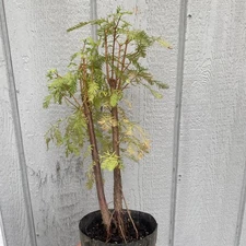 Bald Cypress double Trunk Pre Bonsai Stock - Tree #4