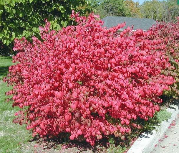 10 Dwarf Burning Bush Hardy bare root plants Euonymus alatus shrub
