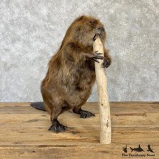 #29975 P | North American Beaver Taxidermy Mount For Sale