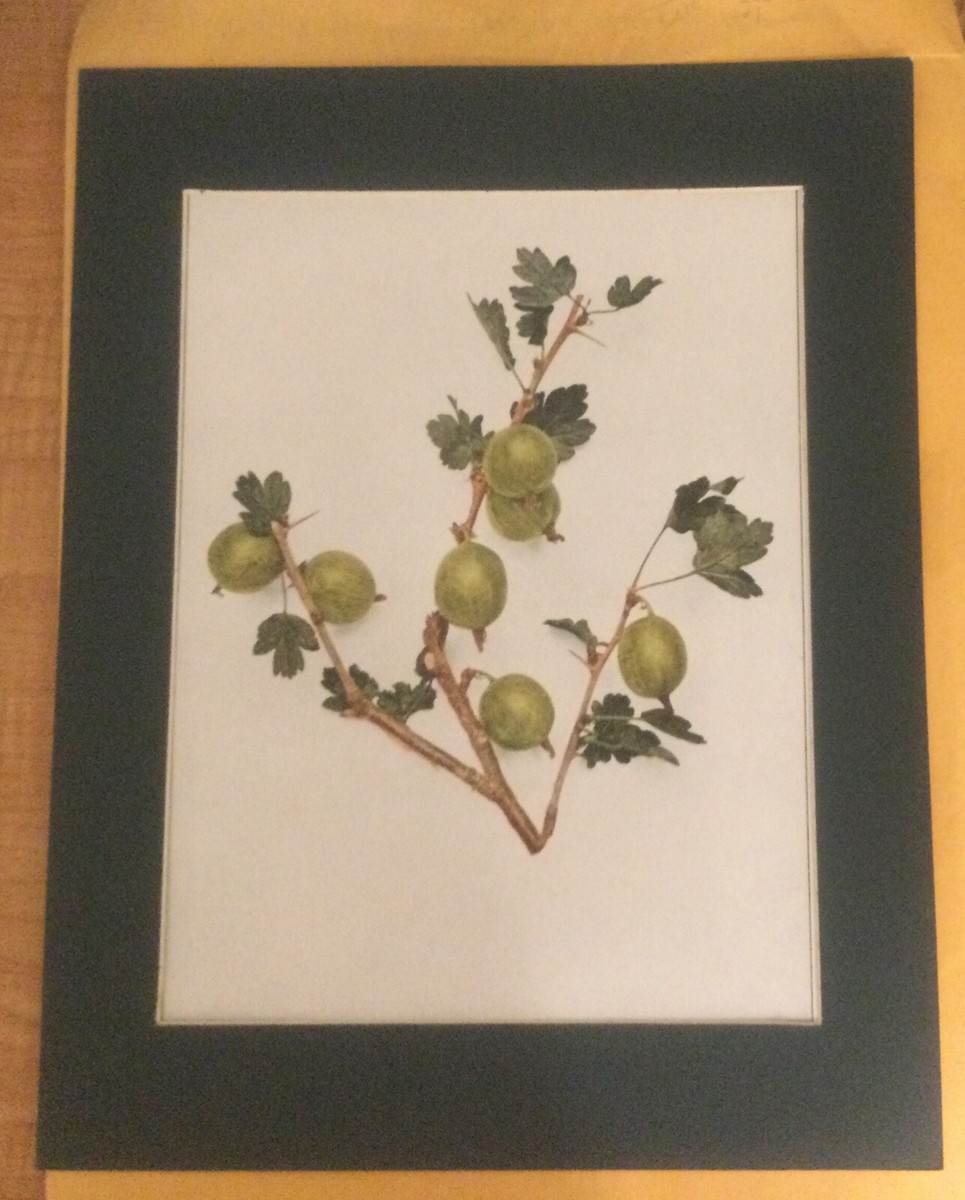 画材 Gooseberry Cape Gooseberry seeds - Seeds • Tuinzaden.eu