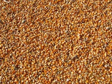 Feed Corn Whole Kernels Wildlife Birds Sprouting Growing Many Sizes USA Grown