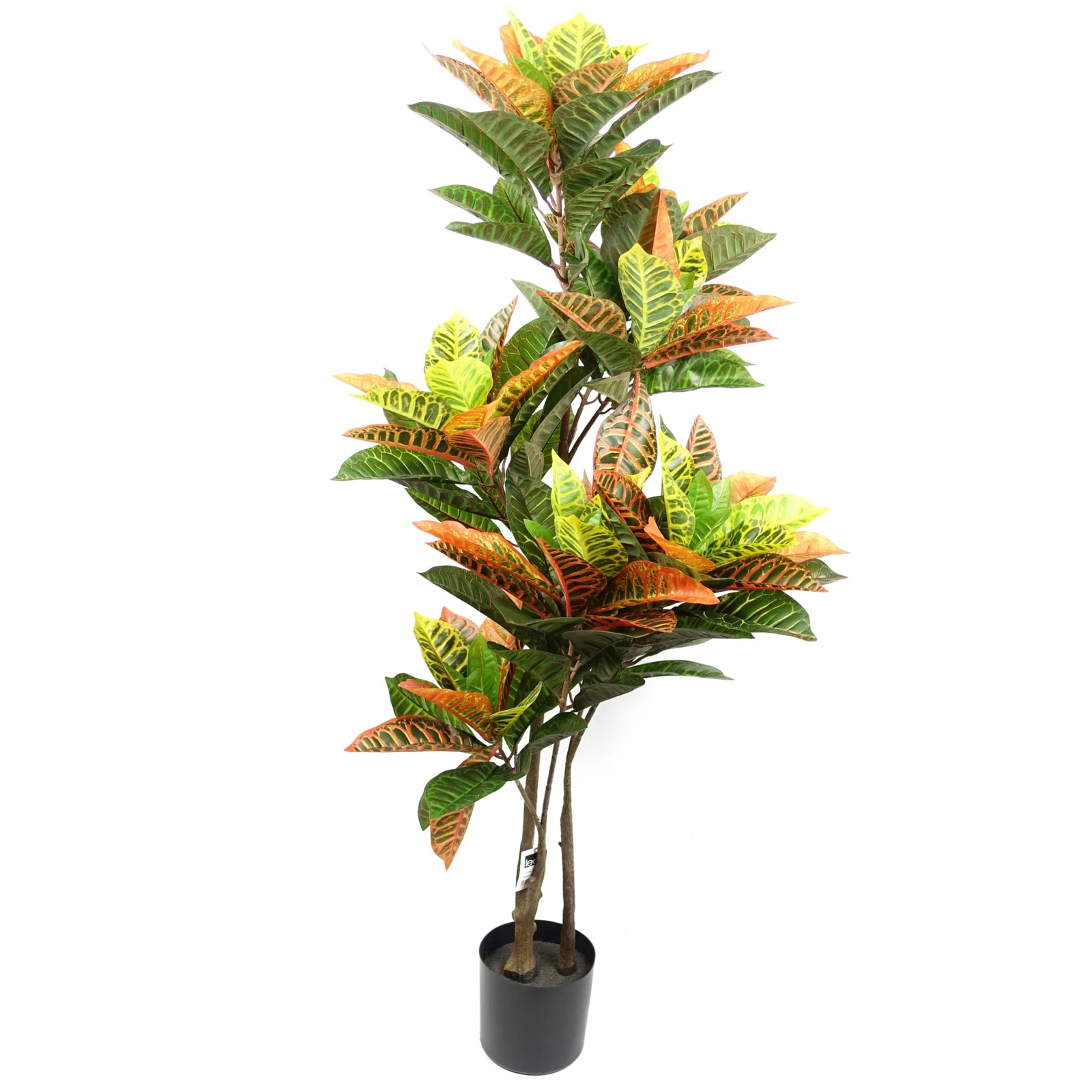 140cm Codiaeum - 40624