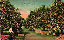 Vintage Linen Postcard Picking Oranges In California Made In USA