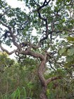 Psidium sp Roja — photo 7