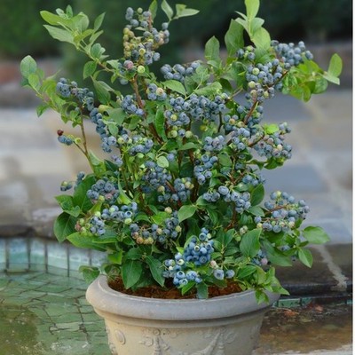 Sunshine Blue ''Semi-Dwarf'' Blueberry  - Live Plant - ( 1 QT )