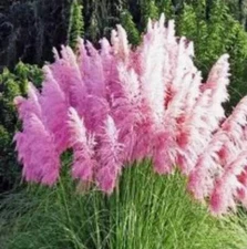 Pink Pampas grass seeds 200 Organic and natural grass biofuel green environment