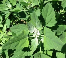 Lambs Quarters (2,000 Seeds) Tree spinach, Bathua, Quelite cenizo, Huauzontle
