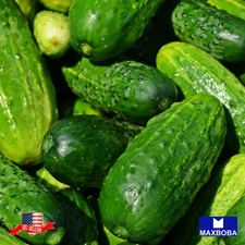 80+ Cucumber Seeds Carolina F1 Vegetable Non-GMO BOGO 50% OFF