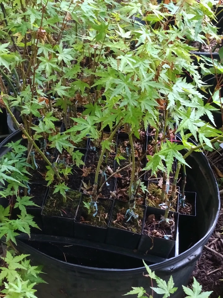 (20)Bareroot Acer Palmatum Trees (Scarred) - Image 3 of 4