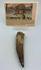 Spinosaurus Teeth Dinosaur F0SSIL Before T Rex Cretaceous K533