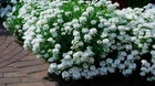 Iberis seёds 2000 Iberis Candytuft, Iberis White, Heirloom organic -108+TRACK №