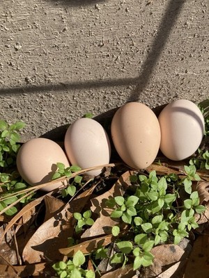 6-Pack Pink Eggs! Chicken Hatching Eggs Mystery Box! (Mix Breeds)