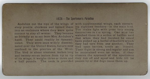 Keystone Stereoview Card Stereoscopic 11664 Steady Loader Prairie Chickens 1901 - Picture 2 of 2