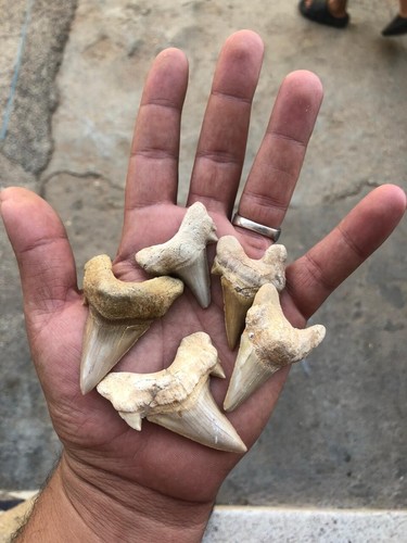 0 Resturation 50 Peices Otudos Shark Teeth Size 3-4-5-cm Creatcoues Peroid Juras - Picture 2 of 8
