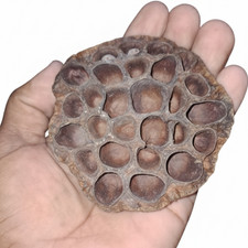 Natural Dried Lotus Seed Pods   Floral Craft, Home Decor, Wedding, DIY FREE