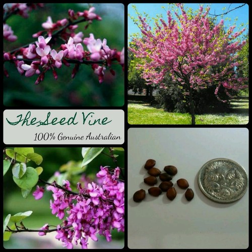 20+ PINK JUDAS TREE SEEDS (Cercis siliquastrum) BONSAI Eastern Redbud
