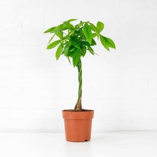 Money Tree (Pachira Aquatica)