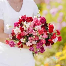 200+ Enfant de Nice Mix Carnation Seeds for Garden - USA - FREE SHIPPING!