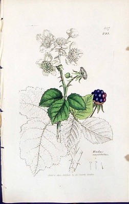Antiker Druck Rubus Corylifolius Britische Pflanzen Botanik 1847 Sowerby Smith 19.