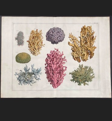 Albertus Seba- Coral, Sea Life antique hand colored engraving 1734 - 1765.