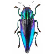 Cyphogastra Calepyga One Real Blue Violet Buprestid Beetle Indonesia Cyphogastra Calepyga One Real Blue Violet Buprestid Beetle Indonesia