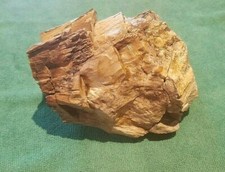 Petrified Wood (lacquered) - Perfect Conversation Piece For Desk Or Coffee Table
