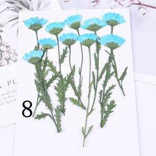 10PCS real side Pressed dry daisy Flower with stem leaves FCD59