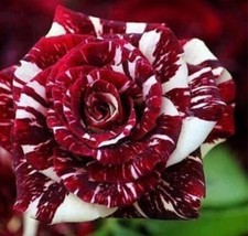 20 SEEDS for Maroon/White Dragon striped Rose flower Bush Rare exotic USA Seller