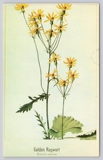 Golden Ragwort Botanical Postcard - Bertha Dunham Art - Dexter