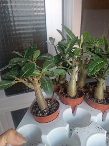 Rosa Del Desierto Adenium Obesum - Picture 2 of 2