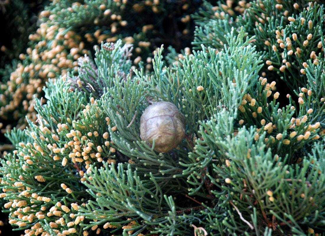 50 Graines Cupressus sempervirens pour haie de Cyprès Commun