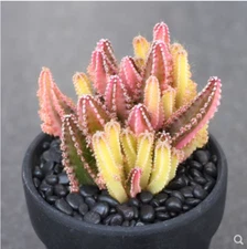 3PCS Rarecactus Succulent  Plant Cereus cv. Fairy Castle beautiful Plant 5-6CM
