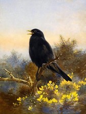 Blackbird by A. Thorburn Flowers Bird Tile Mural Kitchen Wall Backsplash Ceramic
