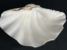 Rare Genuine Clam Sea Shell/Aquarium Decoration Sea Shell/Jewelry Dish.