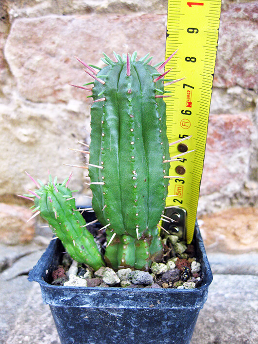Euphorbia ferox caespitosa 8 cm, cactus, pianta grassa