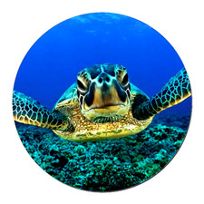 SEA TURTLE SWIM OCEAN Pendant Charm On 20" Chain 925 Sterling Silver Necklace