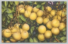 Vintage Florida Grapefruit Postcard Tichnor Bros Linen Art 251