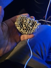 Paper Wasp Nest