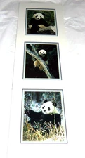 Giant Panda Bear Prints Mark J Thomas Ready Framing Published Photographer