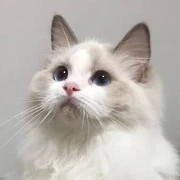 Ragdoll Kittens In New South Wales Cats Kittens Gumtree Australia Free Local Classifieds