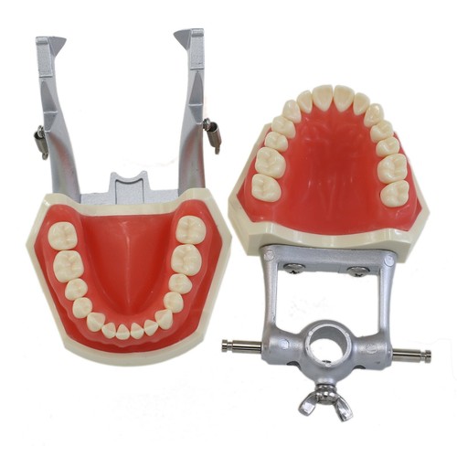 Tipodonte dental Kilgore Nissin 200 modelo 28 piezas poste de montaje dental examen - Imagen 12 de 94
